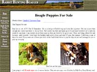 Rabbit Hunting Beagles