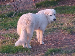 Glory The Pyr
