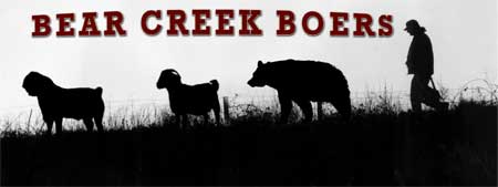 Bear Creek Boers