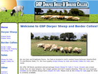 GSP Dorper Sheep