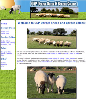 Dorper Sheep for Sale in Texas